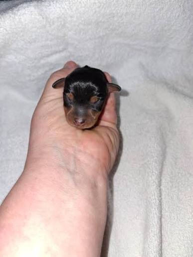 Pinscher pitic de vanzare
