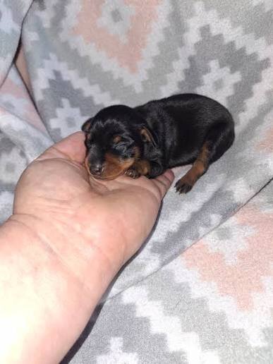 Pinscher pitic de vanzare