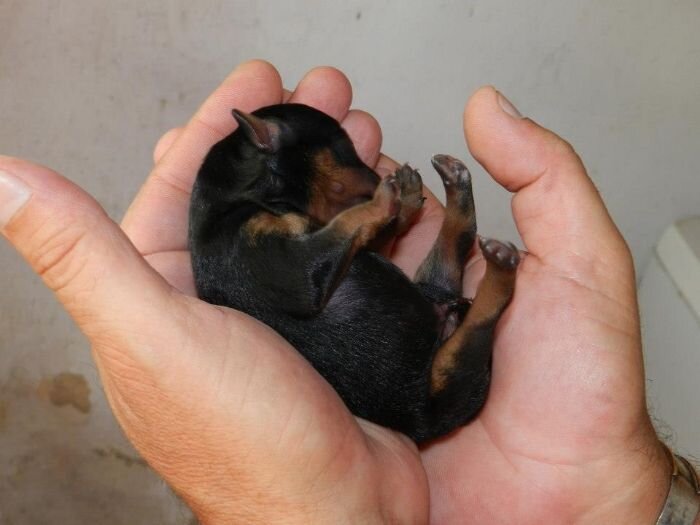Pinscher pitic de vanzare