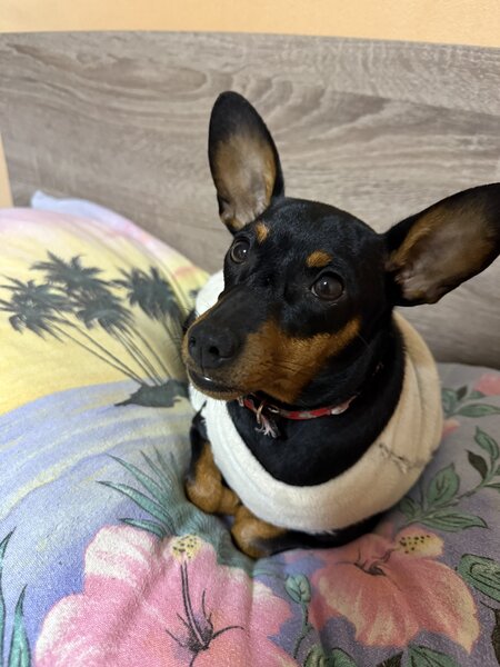 Pinscher pitic de vanzare