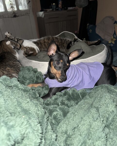 Pinscher pitic de vanzare