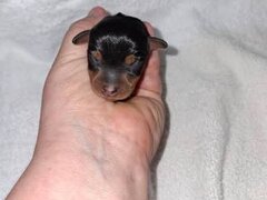 Pinscher pitic de vanzare
