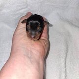 Pinscher pitic de vanzare