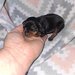 Pinscher pitic de vanzare