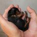 Pinscher pitic de vanzare