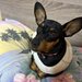 Pinscher pitic de vanzare